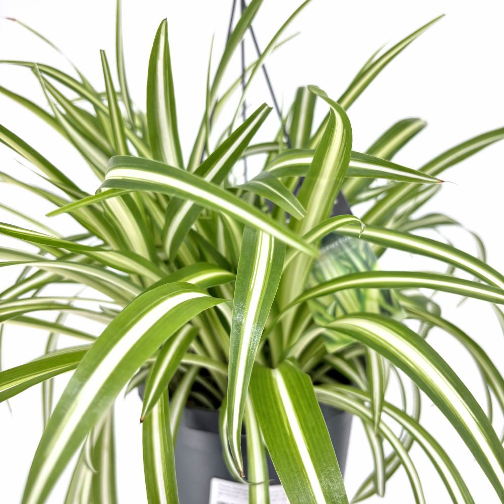 Pókfű (Chlorophytum comosum) 'Variegatum' – légtisztító szobanövény