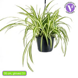 Pókfű (Chlorophytum comosum) 'Variegatum' – légtisztító szobanövény