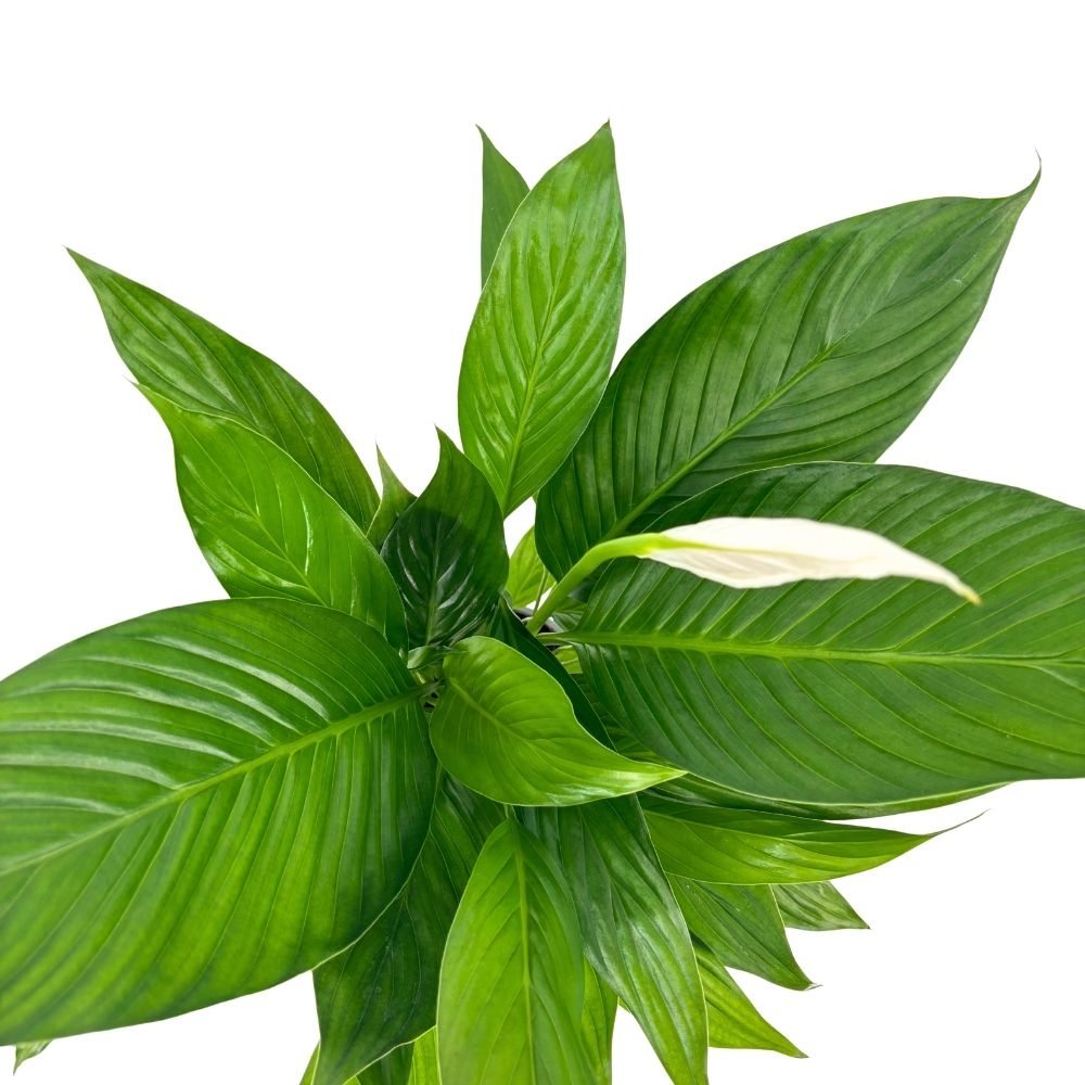 Crinul Pacii Spathiphyllum Pearl Cupido, planta de interior cu flori albe elegante si frunze verzi lucioase, purificator natural de aer - 70 cm