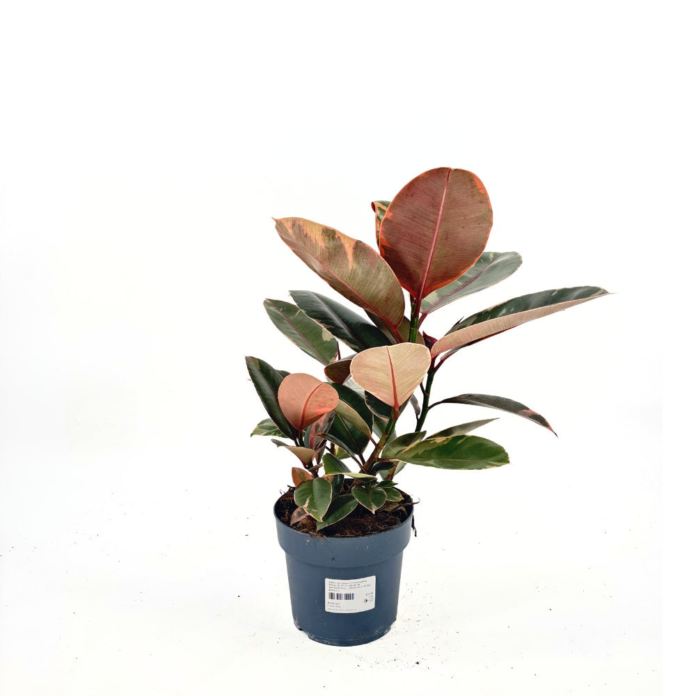 Gumifa Ficus elastica 'Belize' – rózsaszín-krém-zöld tarka levelű szobanövény