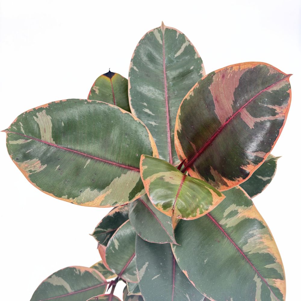Gumifa Ficus elastica 'Belize' – rózsaszín-krém-zöld tarka levelű szobanövény