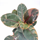 Gumifa Ficus elastica 'Belize' – rózsaszín-krém-zöld tarka levelű szobanövény