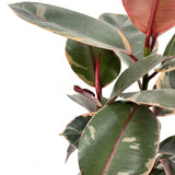 Gumifa Ficus elastica 'Belize' – rózsaszín-krém-zöld tarka levelű szobanövény