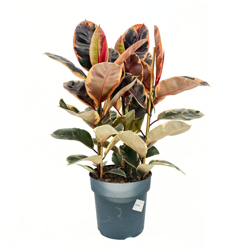 Gumifa Ficus elastica 'Belize' – rózsaszín-krém-zöld tarka levelű szobanövény