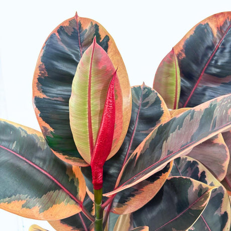 Gumifa Ficus elastica 'Belize' – rózsaszín-krém-zöld tarka levelű szobanövény