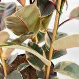 Gumifa Ficus elastica 'Belize' – rózsaszín-krém-zöld tarka levelű szobanövény