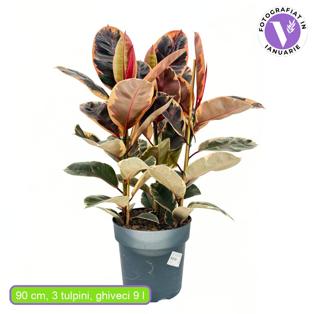 Gumifa Ficus elastica 'Belize' – rózsaszín-krém-zöld tarka levelű szobanövény