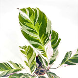 Imádkozó növény Calathea 'Fusion White Tricolor' – fehér, lila és zöld trópusi levéldísznövény
