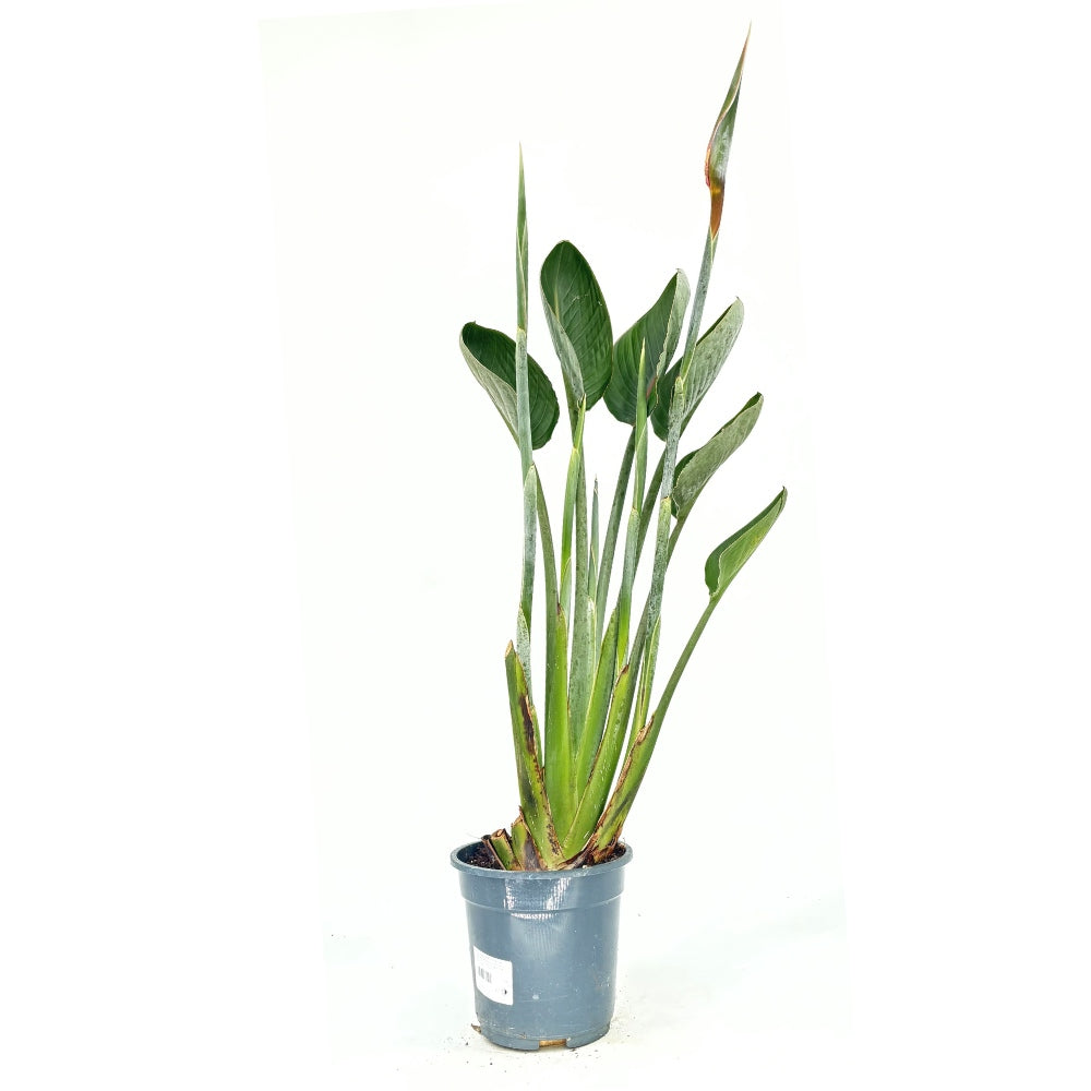 Paradicsommadár-virág (Strelitzia reginae) – látványos egzotikus szobanövény nagy levelekkel, 90 cm