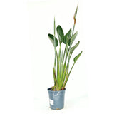 Paradicsommadár-virág (Strelitzia reginae) – látványos egzotikus szobanövény nagy levelekkel, 90 cm