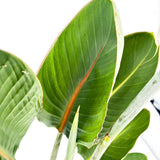 Paradicsommadár-virág (Strelitzia reginae) – látványos egzotikus szobanövény nagy levelekkel, 90 cm