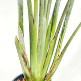 Paradicsommadár-virág (Strelitzia reginae) – látványos egzotikus szobanövény nagy levelekkel, 90 cm