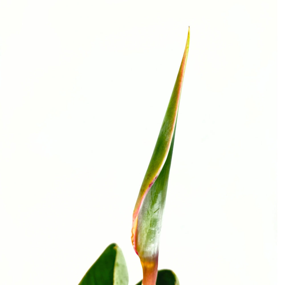 Paradicsommadár-virág (Strelitzia reginae) – látványos egzotikus szobanövény nagy levelekkel, 90 cm