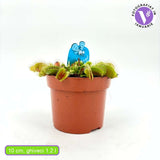 Planta carnivora Capcana lui Venus (Dionaea muscipula), planta de interior cu capcane active pentru insecte - 10 cm