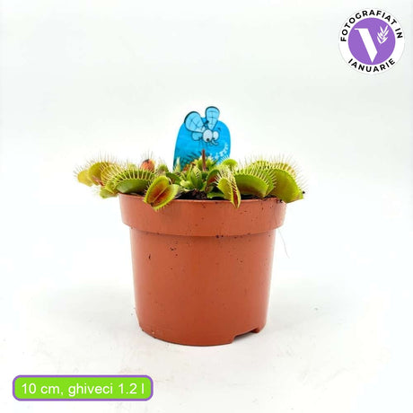 Planta carnivora Capcana lui Venus (Dionaea muscipula), planta de interior cu capcane active pentru insecte - 10 cm