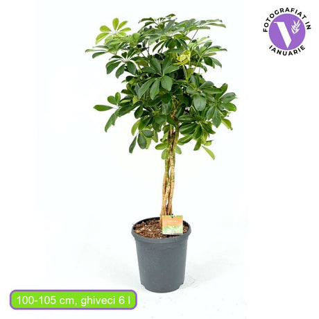 Palmierul Umbrela (Schefflera) Compacta, 100-105 cm, planta de interior decorativa, frunze lucioase verzi, usor de ingrijit, purificatoare de aer