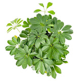 Palmierul Umbrela (Schefflera) Compacta, 100-105 cm, planta de interior decorativa, frunze lucioase verzi, usor de ingrijit, purificatoare de aer