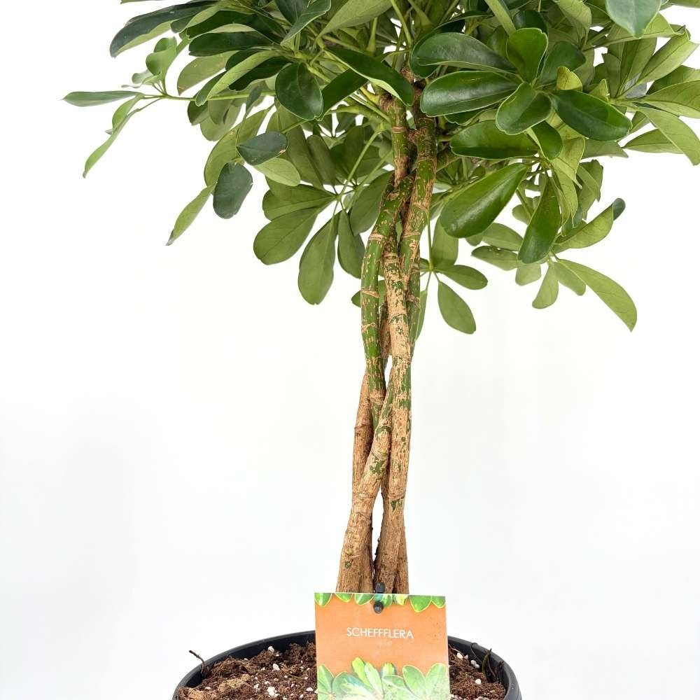Palmierul Umbrela (Schefflera) Compacta, 100-105 cm, planta de interior decorativa, frunze lucioase verzi, usor de ingrijit, purificatoare de aer