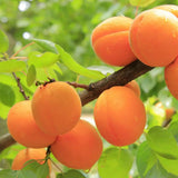 Cais (Prunus armeniaca) Antonio Errani, cu fructe dulci galbene-aurii, an 2 pe rod