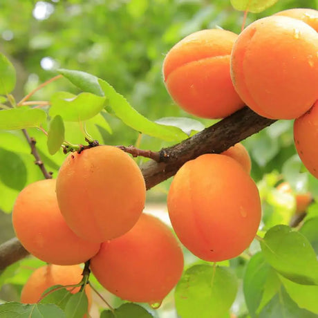 Cais (Prunus armeniaca) Antonio Errani, cu fructe dulci galbene-aurii, an 2 pe rod