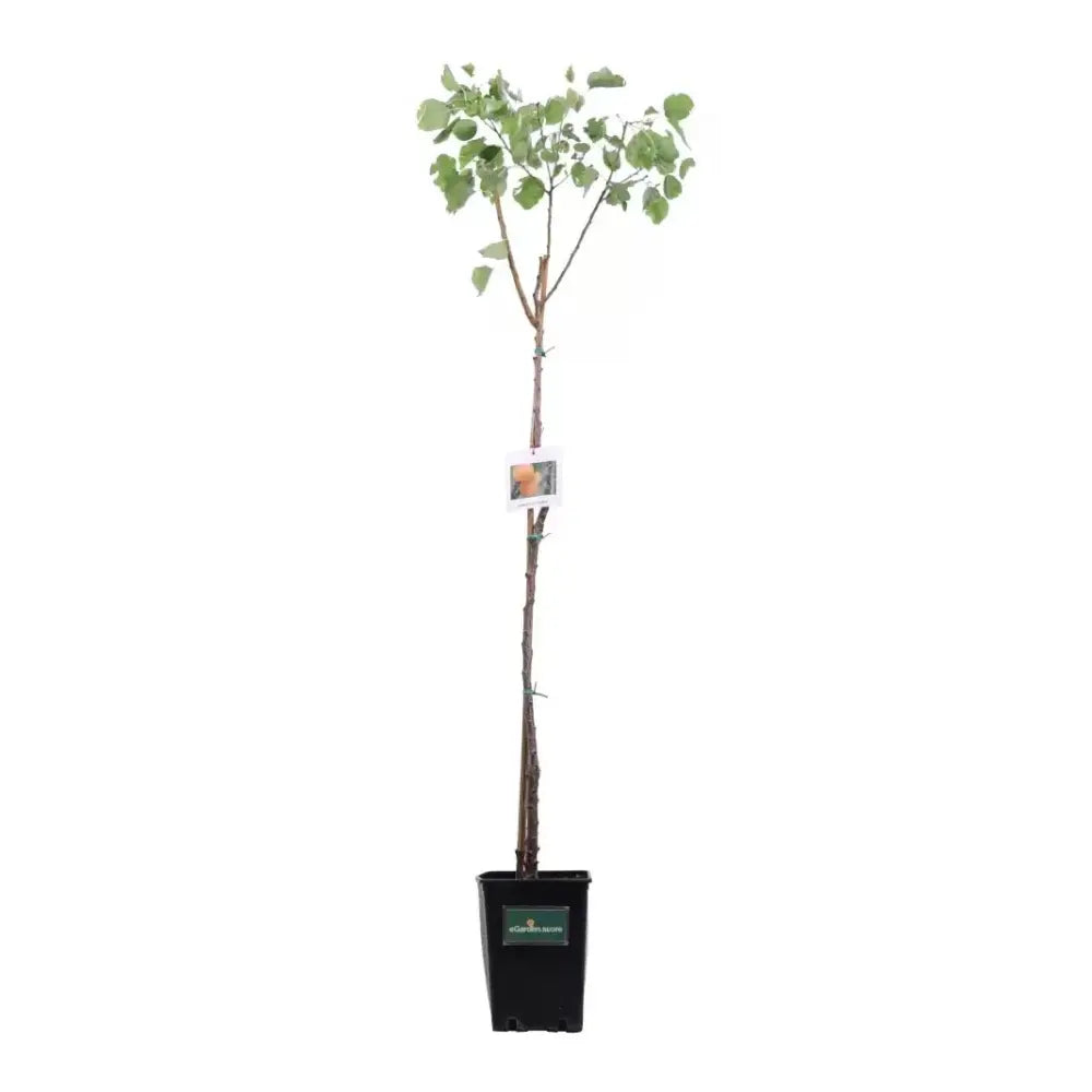 Cais (Prunus armeniaca) Antonio Errani, cu fructe dulci galbene-aurii, an 2 pe rod