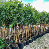 Cais (Prunus armeniaca) Antonio Errani, cu fructe dulci galbene-aurii, an 2 pe rod