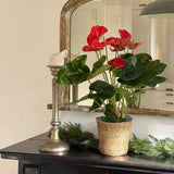 Floarea Flamingo Anthurium Idaho, 65 cm, planta de interior cu flori roșii decorative lucioase in forma de inima