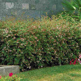 Arbust decorativ Abelia Grandiflora, flori parfumate albe-roz, frunzis persistent, rezistent la ger
