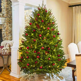 Brad de Craciun Nordmann (Abies Nordmanniana), brad vesnic verde, rezistent la ger, crestere moderata, Ideal pentru gradina sau craciun