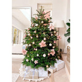 Brad de Craciun Nordmann (Abies Nordmanniana), brad vesnic verde, rezistent la ger, crestere moderata, Ideal pentru gradina sau craciun