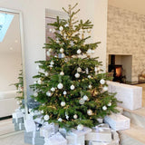 Brad de Craciun Nordmann (Abies Nordmanniana), brad vesnic verde, rezistent la ger, crestere moderata, Ideal pentru gradina sau craciun