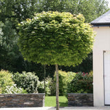 Artar Norvegian Globular (Acer Platanoides Globosum), artar globular decorativ, coroana compacta, rezistent la frig