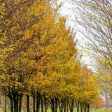 Jugastru Paltin de Camp (Acer Campestre), artar autohton, rezistent la poluare urbana, ideal pentru strazi, bulevarde, cartiere rezidentiale