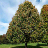 Artar Rosu Freemanii Celebration, artar ornamental rosu in toamna, frunzis elegant palmat-lobat, crestere rapida, perfect pentru oras