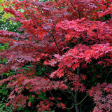 Artar Japonez Rosu Bloodgood, cu frunzis rosu-purpuriu, decorativ, crestere rapida, premiat, gradina sau ghiveci