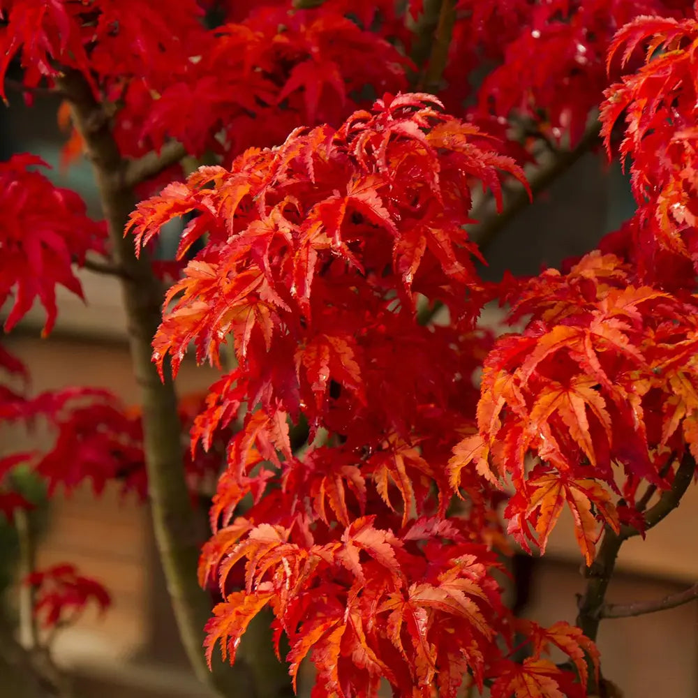 Artar Japonez Shishigashira, frunzis crete compacte, rosu intens toamna, rezistenta frig -20°C