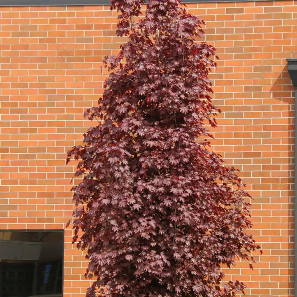 Juhar 'Crimson King' (Acer platanoides) – sötétlila lombozatú nagy díszfa