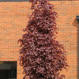 Juhar 'Crimson King' (Acer platanoides) – sötétlila lombozatú nagy díszfa
