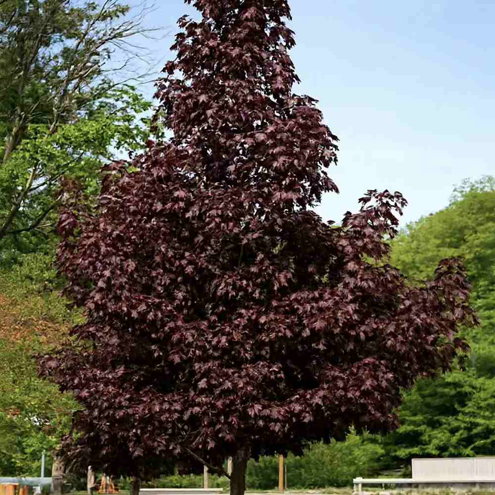 Juhar 'Crimson King' (Acer platanoides) – sötétlila lombozatú nagy díszfa