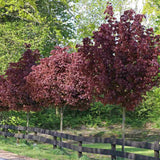 Juhar 'Crimson King' (Acer platanoides) – sötétlila lombozatú nagy díszfa