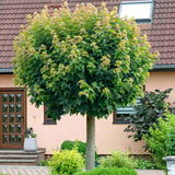 Artar Norvegian Globular (Acer Platanoides Globosum), artar globular decorativ, coroana compacta, rezistent la frig