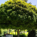 Artar Norvegian Globular (Acer Platanoides Globosum), artar globular decorativ, coroana compacta, rezistent la frig