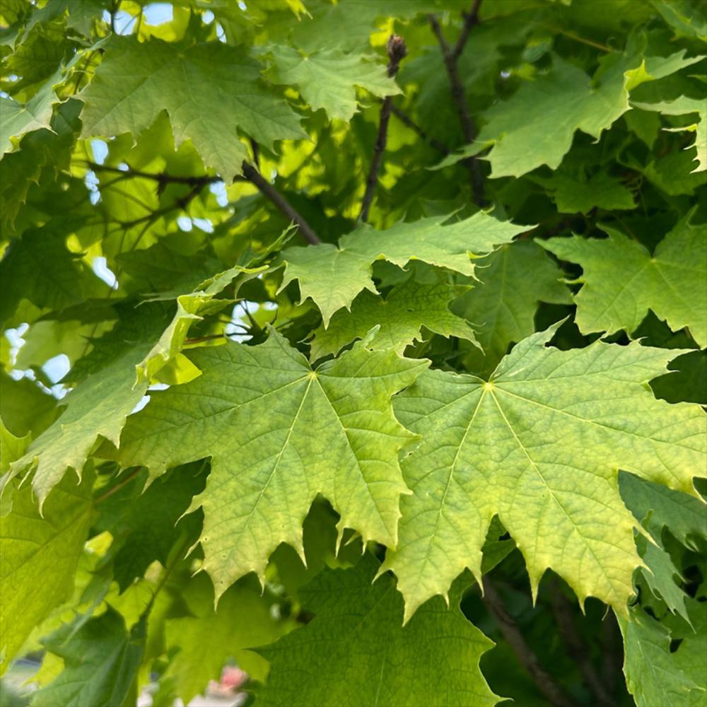 Artar Norvegian Globular (Acer Platanoides Globosum), artar globular decorativ, coroana compacta, rezistent la frig