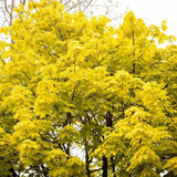 Artar Norvegian Princeton Gold, artar ornamental cu frunzis galben-auriu, crestere rapida, copac de umbra