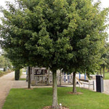 Jugastru Paltin de Camp Elsrijk (Acer Campestre), artar autohton columnar, rezistent la poluare urbana, ideal pentru strazi, bulevarde, cartiere rezidentiale