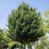 Jugastru Paltin de Camp Elsrijk (Acer Campestre), artar autohton columnar, rezistent la poluare urbana, ideal pentru strazi, bulevarde, cartiere rezidentiale
