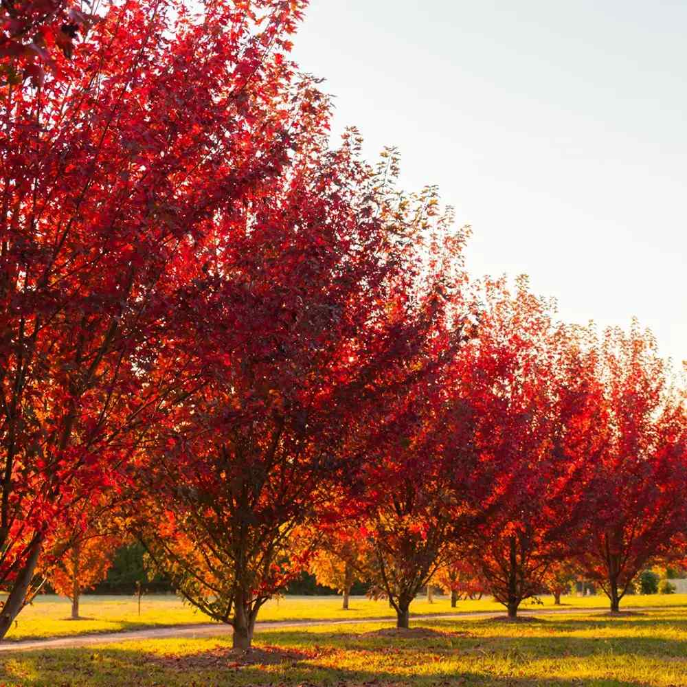 Artar Rosu Freemanii Autumn Blaze, artar ornamental rosu intens in toamna, frunzis elegant palmat-lobat, crestere rapida, perfect pentru oras