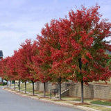 Artar Rosu Freemanii Autumn Blaze, artar ornamental rosu intens in toamna, frunzis elegant palmat-lobat, crestere rapida, perfect pentru oras