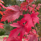Artar Rosu Freemanii Autumn Blaze, artar ornamental rosu intens in toamna, frunzis elegant palmat-lobat, crestere rapida, perfect pentru oras