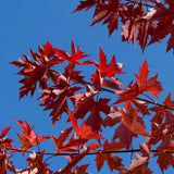 Artar Rosu Freemanii Autumn Blaze, artar ornamental rosu intens in toamna, frunzis elegant palmat-lobat, crestere rapida, perfect pentru oras